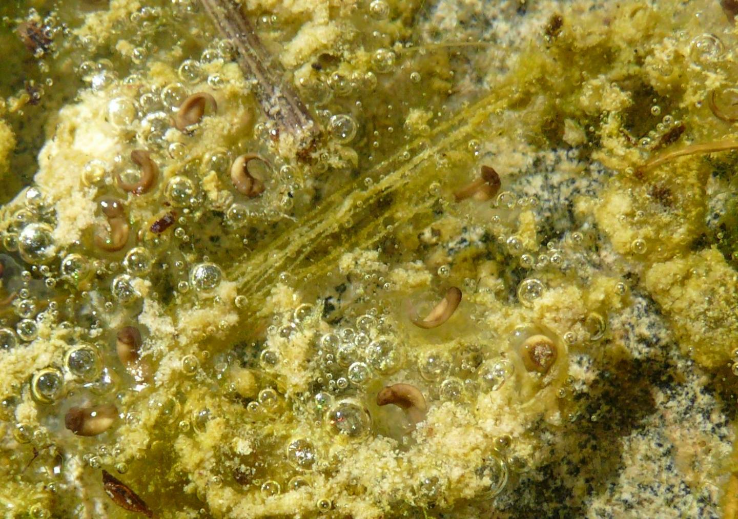 Discoglossus sardus e Pelophylax sp.; abbeveratoio sardo